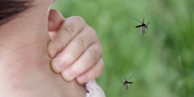 Lucha contra el dengue