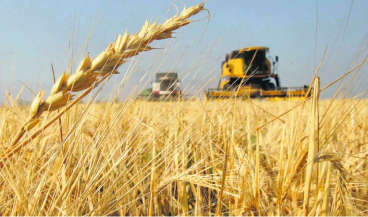 Argentina comenzará a exportar trigo a China por primera vez