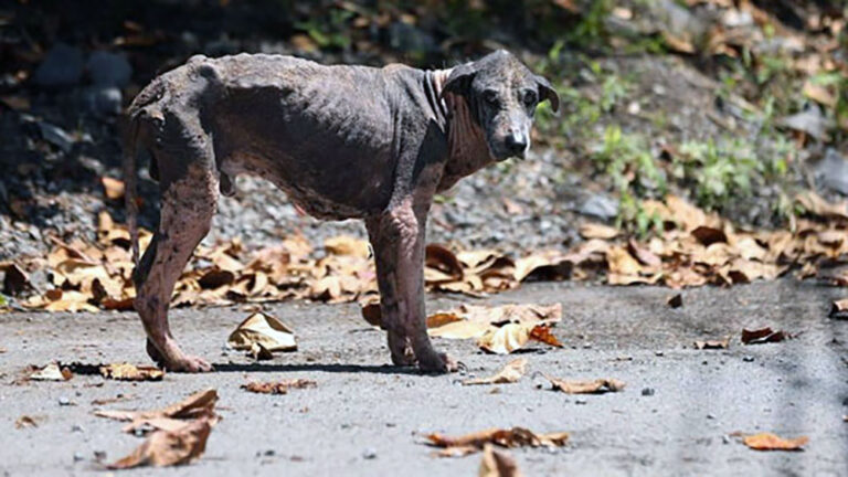 Un proyecto de ley busca aumentar las penas por maltrato animal