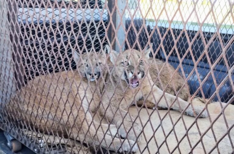 Liberan a dos pumas en un operativo de rescate en Villa Mercedes