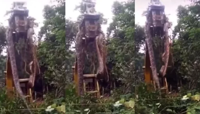 Encuentran anaconda gigante en Brasil: impacto y asombro por su tamaño