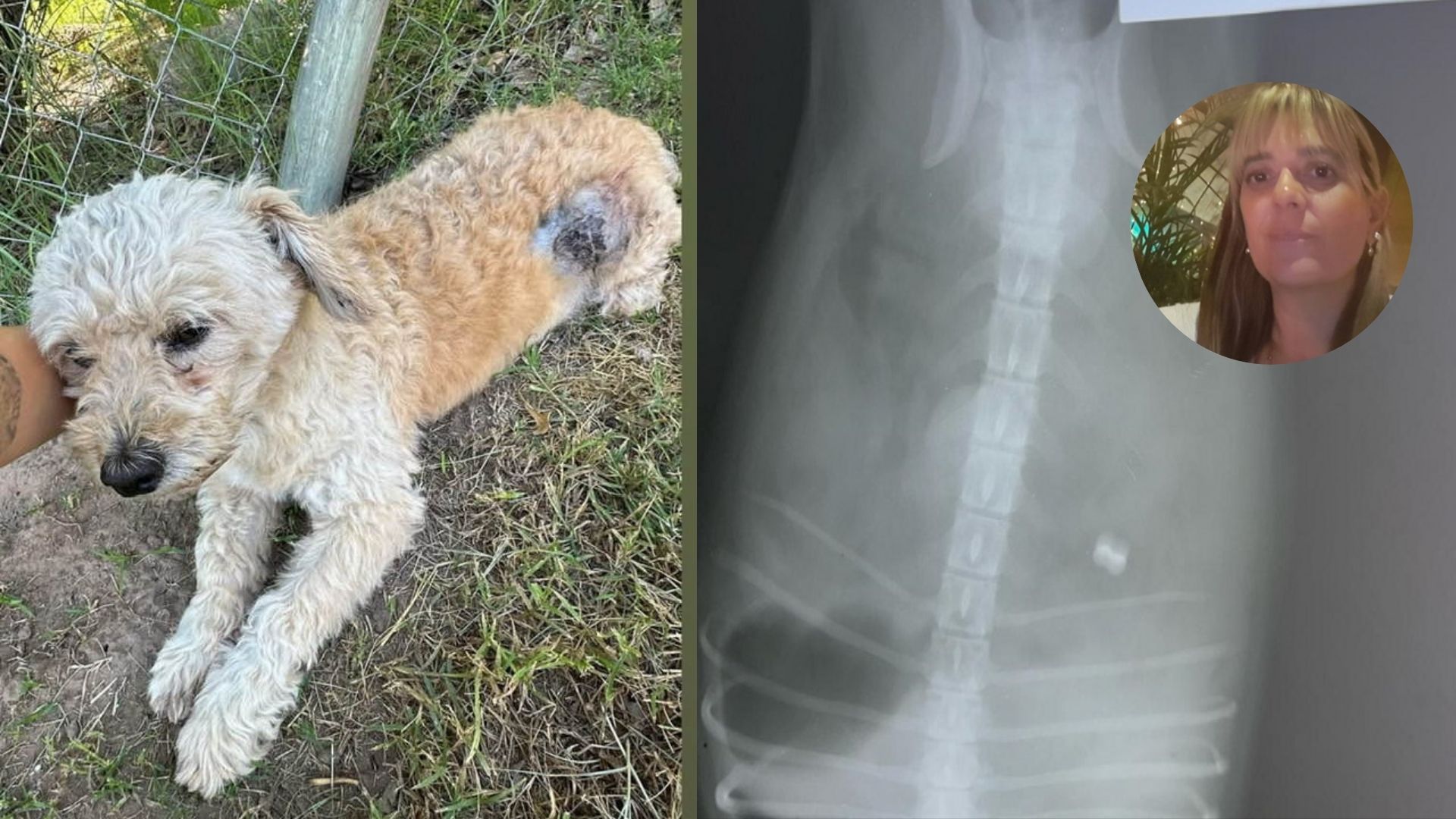 Murió "Pedrito" el caniche que recibió un disparo con un rifle de aire comprimido