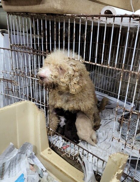 Lo Condenan por crueldad animal a dueño de un criadero clandestino