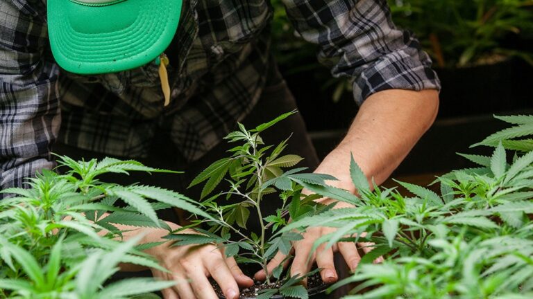 Tenia Permiso para Cultivar Cannabis Medicinal y le incautaron 90 Mil Dosis en San Luis