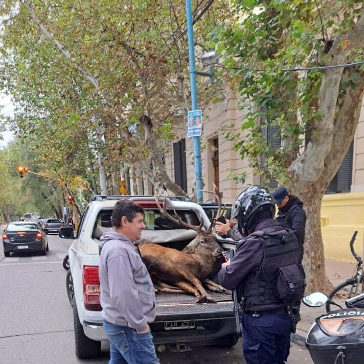 Villa Mercedes: demoran a cazadores con dos ciervos colorados en la camioneta