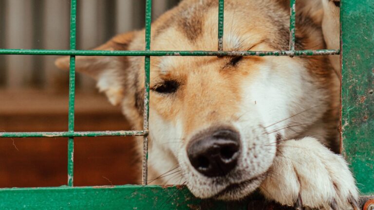 Histórico juicio por maltrato animal en Buenos Aires: Condena suspendida y un precedente legal
