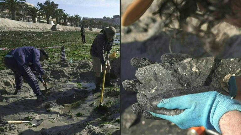 Chile: hallan fósiles de un reptil marino de 70 millones de años en la Costa Central