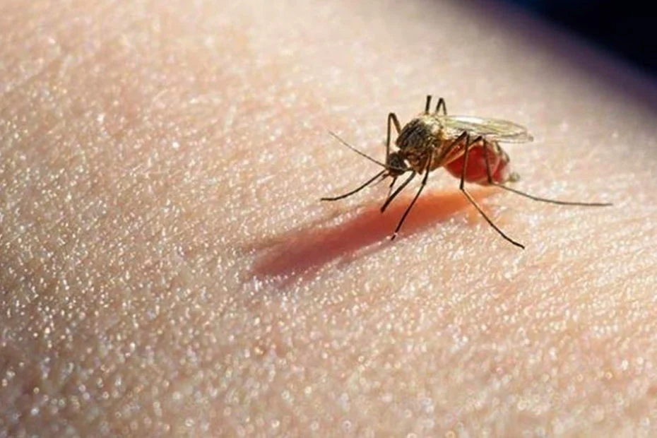 Un caso de malaria en San Luis