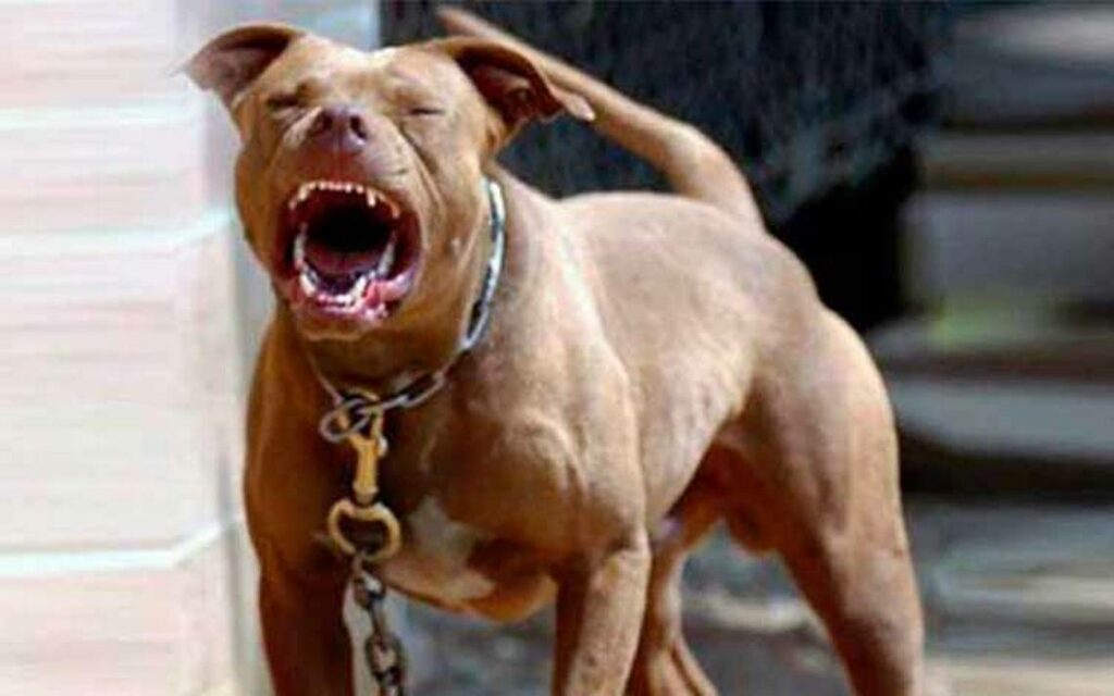 Pitbull atacaron a un ladrón