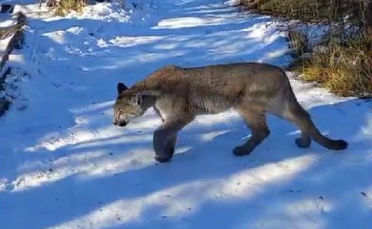 Una caminata familiar fue una pesadilla por un puma