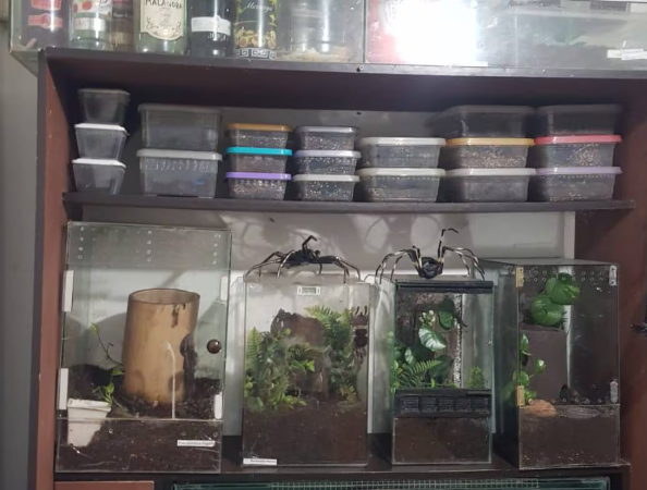 Córdoba: allanaron una casa y encontraron 172 arañas, 1 escorpión y 1 serpiente