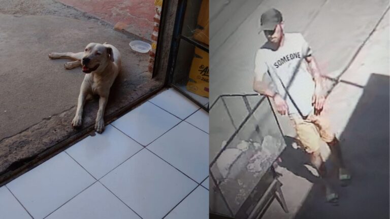Ofreció limpiar y terminó robando una perra dogo en pleno centro de Villa Mercedes