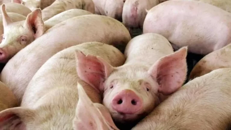 Alerta por brote de triquinosis en Villa de Merlo: Confirman dos casos