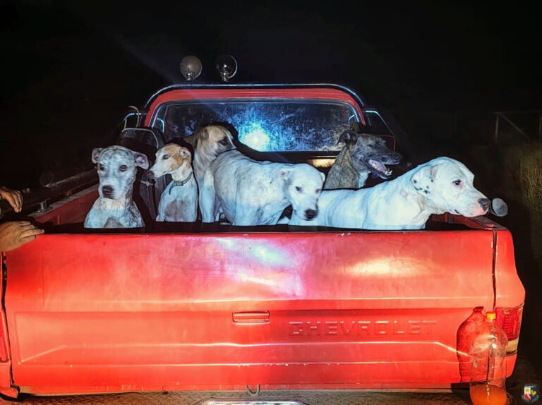 Interceptan a un hombre cazando ilegalmente con una jauría