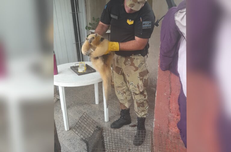 Rescatan un oso hormiguero en Tilisarao: lo trasladaron a un centro de conservación