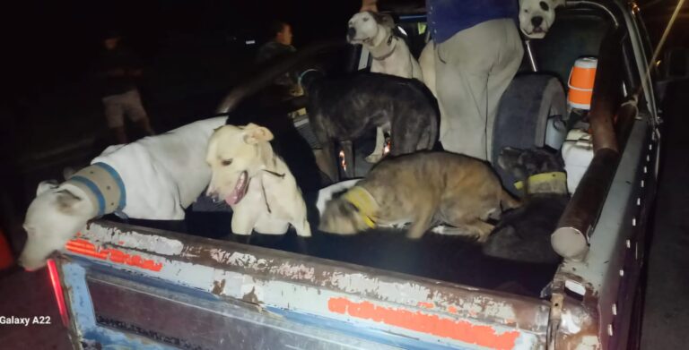 Caza ilegal: Secuestran perros y elementos en la ex-Ruta N°7