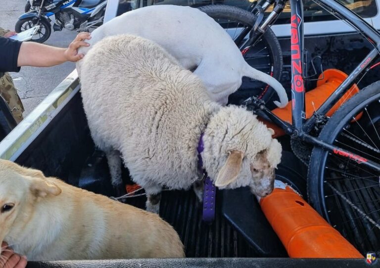 Una oveja interrumpió el tráfico en Villa Mercedes y fue puesta a resguardo