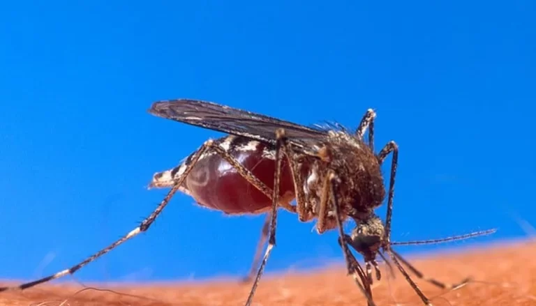 Alerta en San Luis: detectan el primer caso de dengue del año