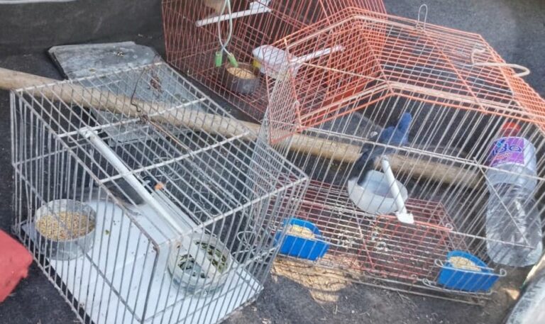 Decomisan aves canoras en Candelaria: detienen a hombre por trasladarlas ilegalmente