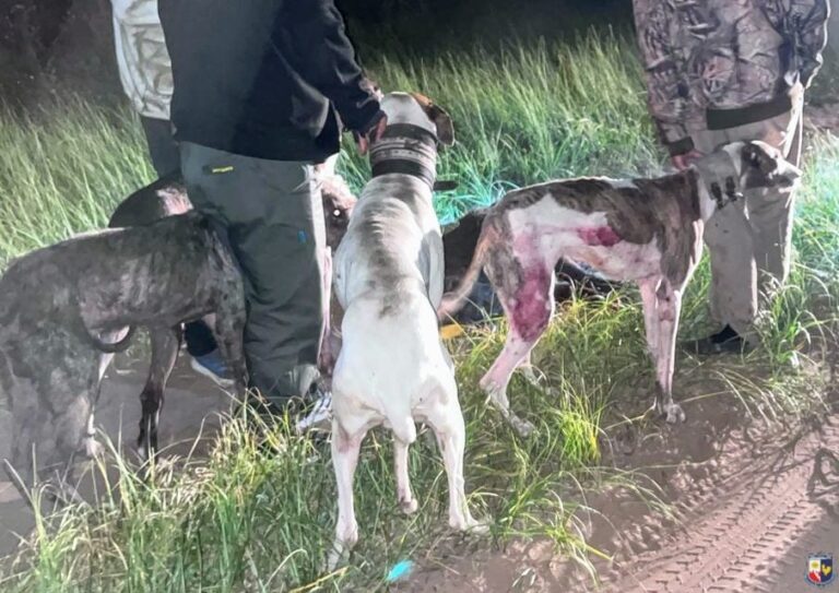 Tres cazadores furtivos con jauría fueron sorprendidos con un padrillo de jabalí