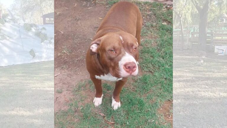 ¿Responsabilidad o crueldad? Un perro apuñalado tras pelea en Villa Mercedes