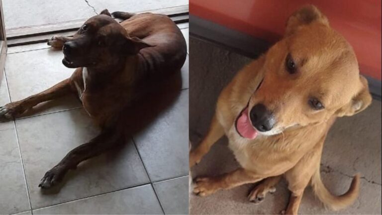 Perro-daract-lautaro-guachin