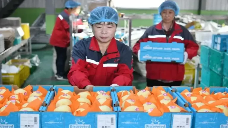 China confirmó el primer despacho de peras frescas hacia Argentina