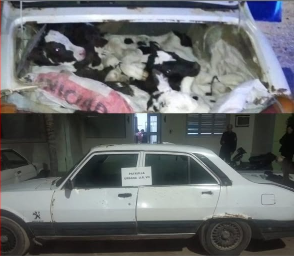 Hallan 8 terneros vivos ocultos en un Peugeot 504 en Santa Fe