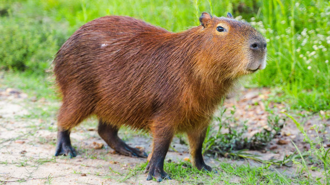 Nordelta: relocalizarán carpinchos y analizan vacuna anticonceptiva