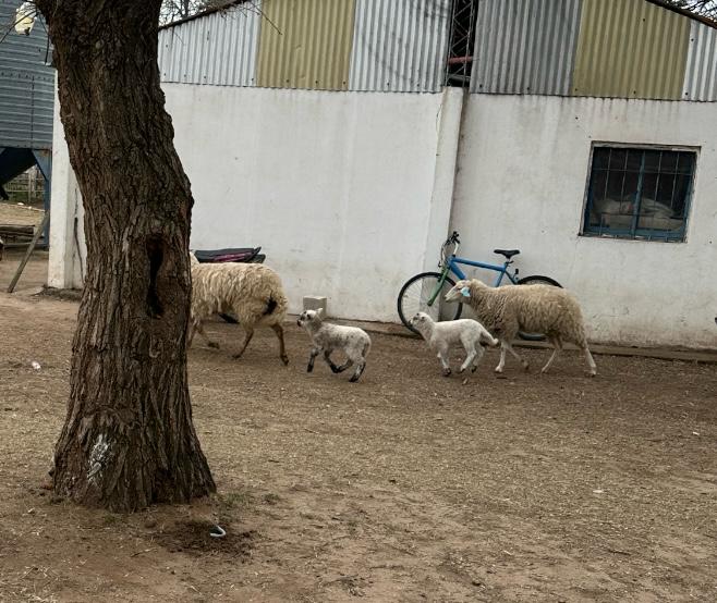 Los corderitos robados volvieron a casa: alivio en la Escuela Agraria