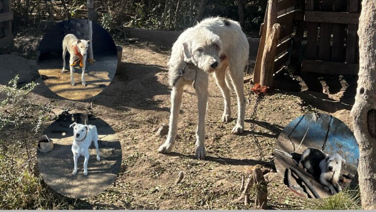 Rescatan 20 perros maltratados en Villa Mercedes tras una denuncia de 8 meses