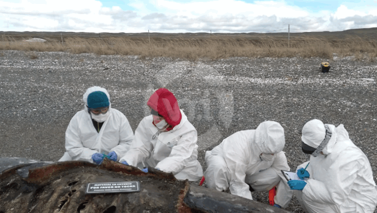 Científicas del CONICET investigan el misterioso varamiento de 26 orcas en Tierra del Fuego