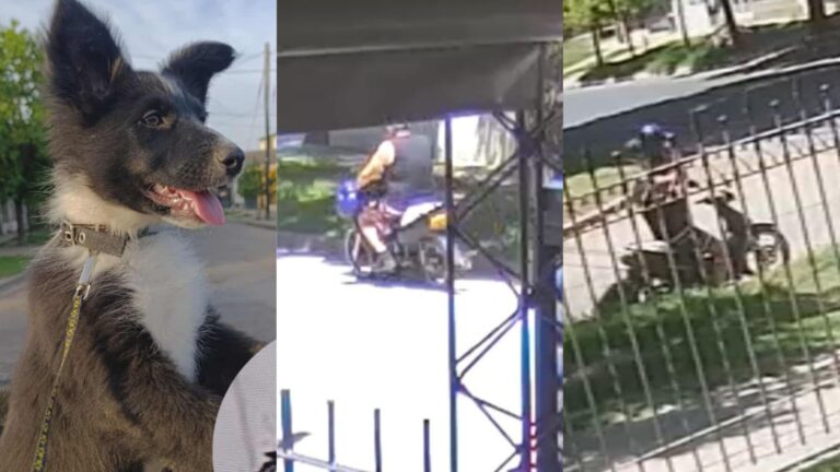 Robaron un cachorro en plena tarde y quedó grabado: la familia pide ayuda