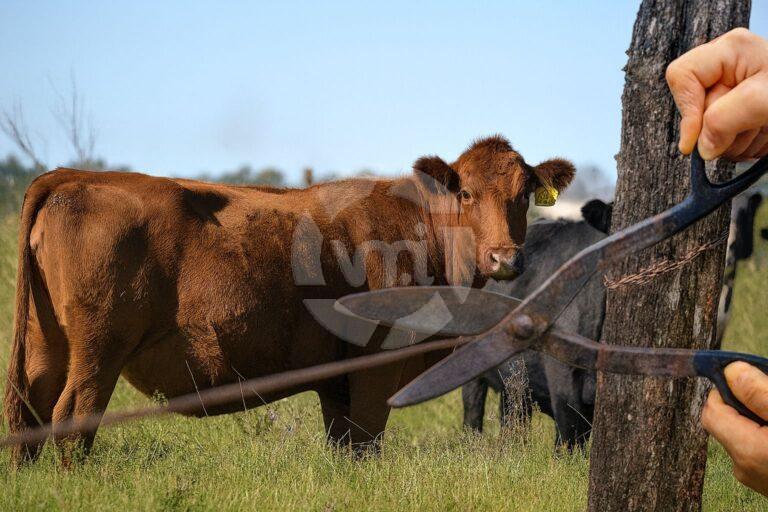 Los hechos se agravan y necesitamos soluciones”, alertó el presidente de la Sociedad Rural Río V