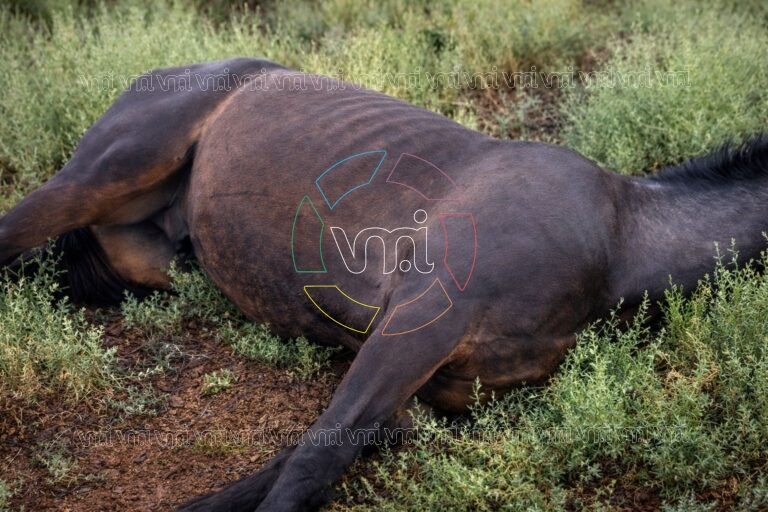 Tilisarao: un rayo mató a un caballo durante el fuerte temporal