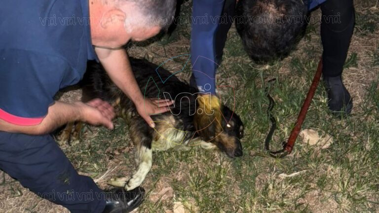 Bomberos rescataron a un perro atrapado en residuos tóxicos