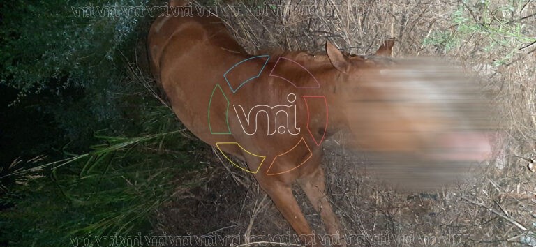 Murieron animales durante una jineteada en Juan Jorba y hubo un intento de ocultamiento