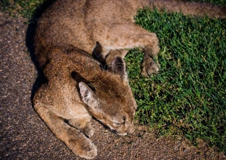 Rescataron un puma atropellado en la Ruta Provincial 9, cerca de Estancia Grande