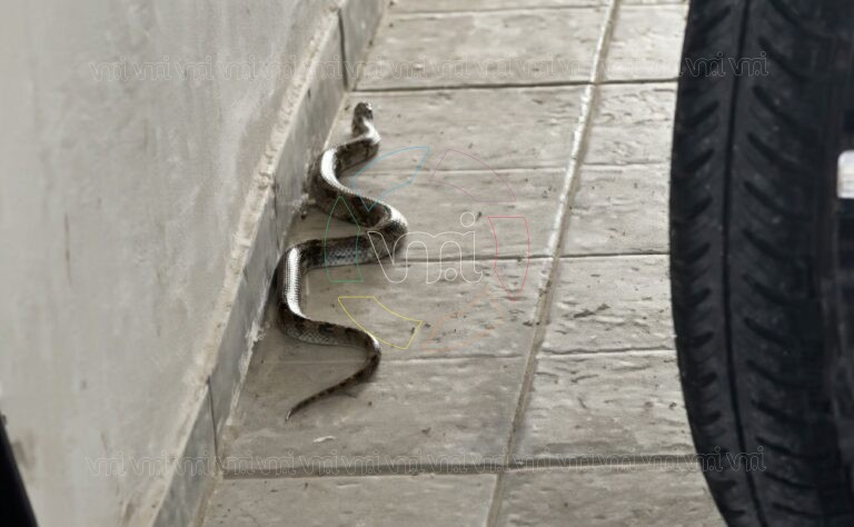 Villa Mercedes: un vecino encontró una víbora en el garaje de su casa y generó preocupación en la zona estación