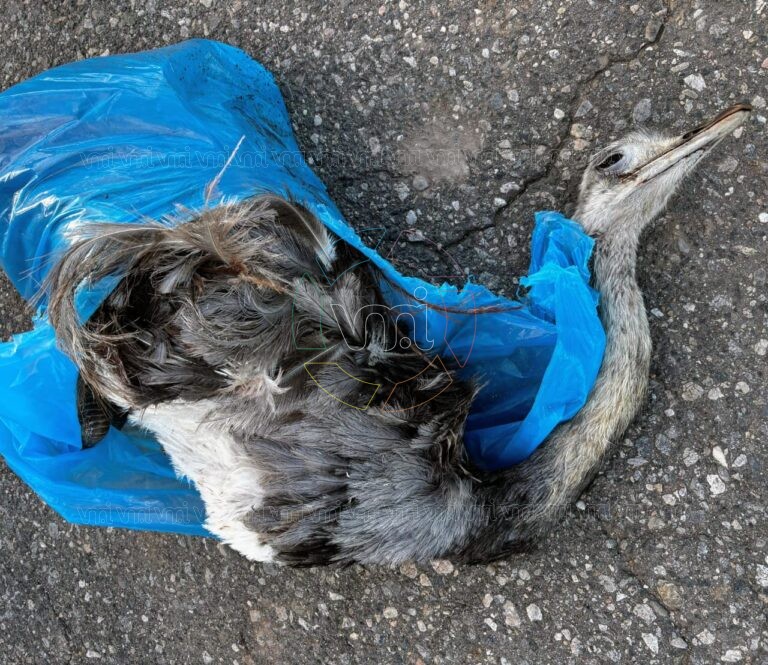 Villa Mercedes: demoraron a dos jóvenes por trasladar un avestruz sin vida en una motocicleta