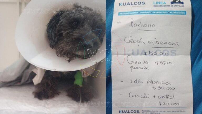 Piden ayuda para pagar la operación de Pachorra, atacado por un dogo en Villa Mercedes