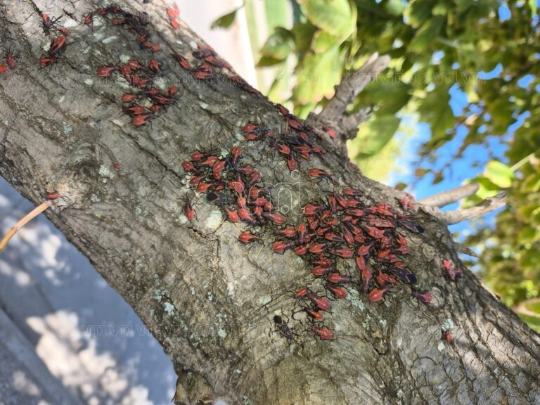 Villa Mercedes: preocupación por una “invasión” de insectos en árboles del barrio Altos del Oeste