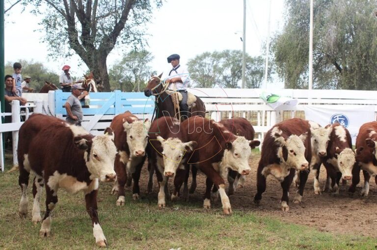 Villa Mercedes será sede de la 37° Fiesta Provincial del Ternero: tres días clave para el sector ganadero