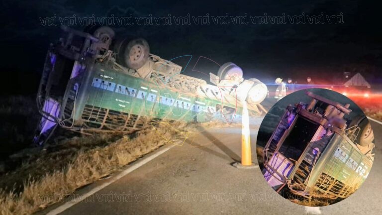 Vuelco de un camión con ganado en la Ruta Nacional 147: animales muertos y tránsito interrumpido