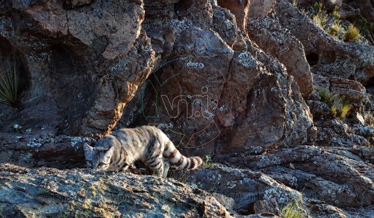 Hallaron nuevamente al “fantasma de los Andes” en Mendoza: lograron fotografiar a uno de los felinos más difíciles de ver