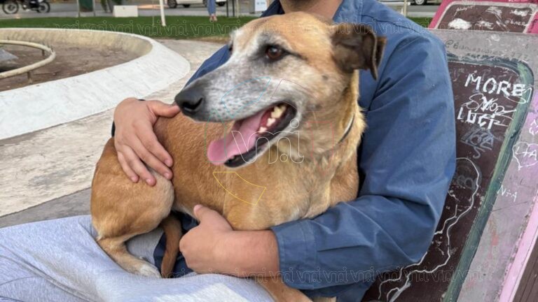 Denunció que su perra murió en una guardería canina de Villa Mercedes y pide que otros dueños extremen los cuidados